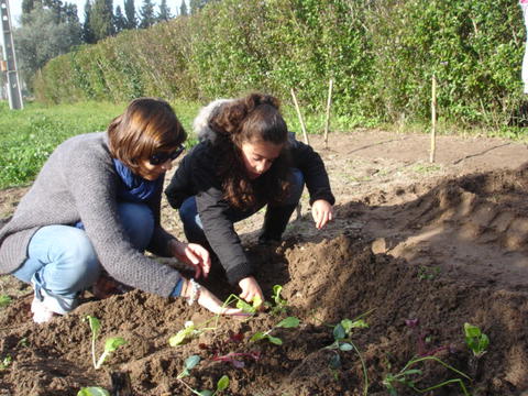 Plantação de alfaces no terreno